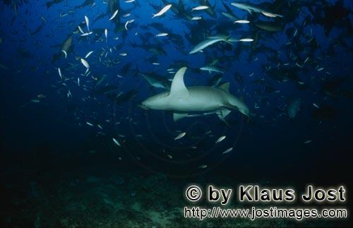 Gewoehnlicher Ammenhai/Tawny nurse shark/Nebrius ferrugineus            Gewoehnlicher Ammenhai im Fischsc