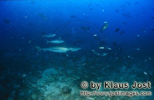 Silberspitzenhai/Silvertip shark/Carcharhinus albimarginatus        Silberspitzenhai dicht ueber dem