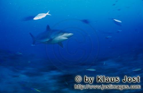 Silberspitzenhai/Silvertip shark/Carcharhinus albimarginatus        Silberspitzenhai im blauen Wasse