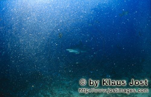 Silberspitzenhai/Silvertip shark/Carcharhinus albimarginatus        Silberspitzenhai schwimmt durch 