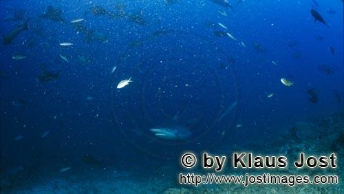 Silberspitzenhai/Silvertip shark/Carcharhinus albimarginatus        Silberspitzenhai naehert sich de