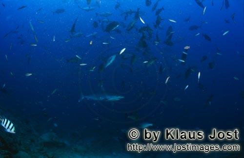 Silberspitzenhai/Silvertip shark/Carcharhinus albimarginatus        Taucher beobachtet Silberspitzen