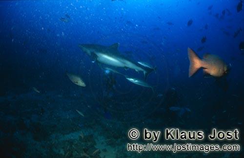 Silberspitzenhai/Silvertip shark/Carcharhinus albimarginatus        Silberspitzenhai gleitet an Tauc