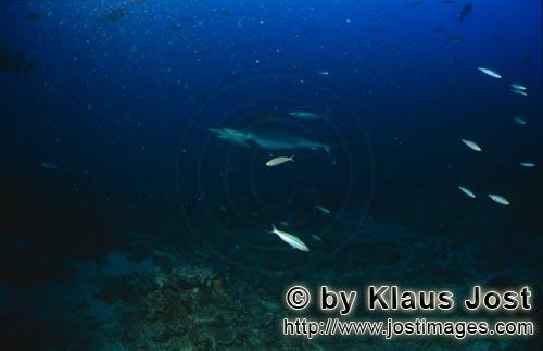 Silberspitzenhai/Silvertip shark/Carcharhinus albimarginatus        Silberspitzenhai am Shark Reef</