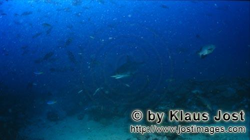 Silberspitzenhai/Silvertip shark/Carcharhinus albimarginatus        Silberspitzenhai auf Patrouille 