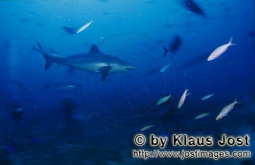 Silberspitzenhai/Silvertip shark/Carcharhinus albimarginatus        Taucher beobachtet Silberspitzen