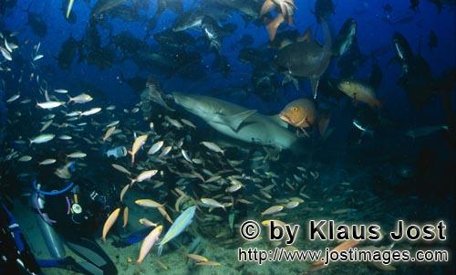 Gewoehnlicher Ammenhai/Tawny nurse shark/Nebrius ferrugineus        Gewoehnlicher Ammenhai schnappt 