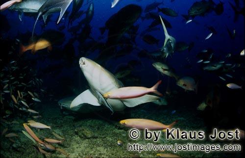 Gewoehnlicher Ammenhai/Tawny nurse shark/Nebrius ferrugineus        Gewoehnliche Ammenhaie dicht ueb
