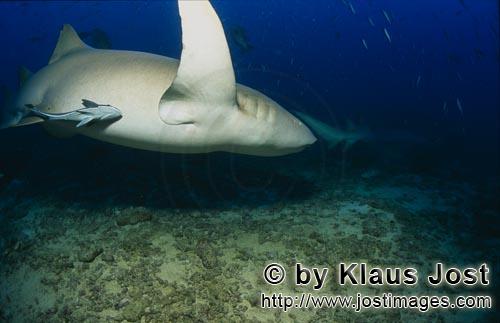 Gewoehnlicher Ammenhai/Tawny nurse shark/Nebrius ferrugineus        Abdrehender Gewoehnlicher Ammenh
