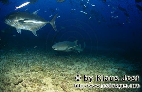 Gewoehnlicher Ammenhai/Tawny nurse shark/Nebrius ferrugineus        Gewoehnlicher Ammenhai und Giant