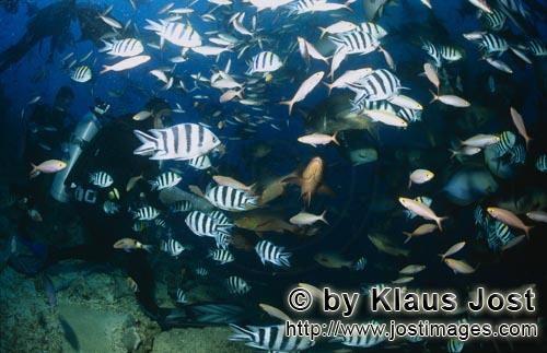 Fischansammlung/Fish gathering        Taucher im Fischschwarm am Shark Reef        Bei jeder Haifuetterung 