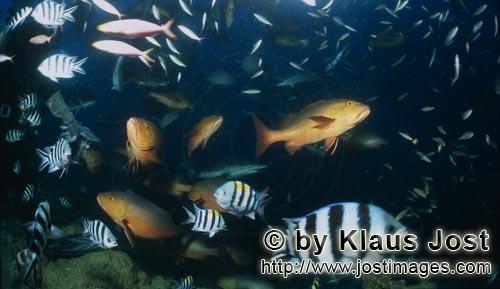 Fischansammlung/Fish gathering        Taucher und bunte Fische am Shark Reef)        Bei jeder Haifu
