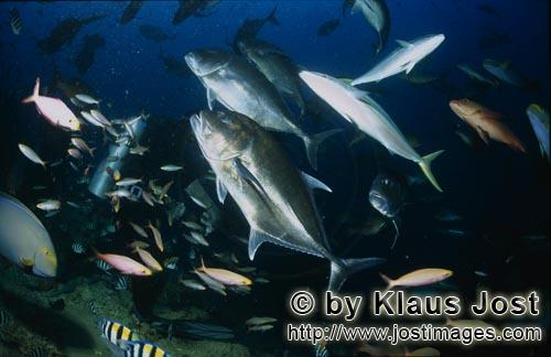 Fischansammlung/Fish gathering        Giant Travelly, Taucher und andere Fische        Bei jeder Haifuetter