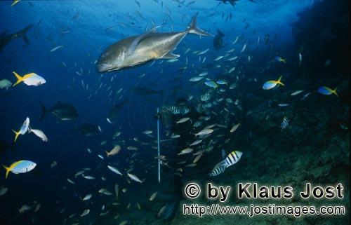 Fischansammlung/Fish gathering        Giant Travelly und Taucher im Fischschwarm        Bei jeder Haifuette