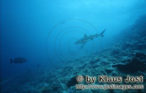 Schwarzspitzen-Riffhai/Blacktip reef shark/Carcharhinus melanopterus        Schwarzspitzen-Riffhai uebe