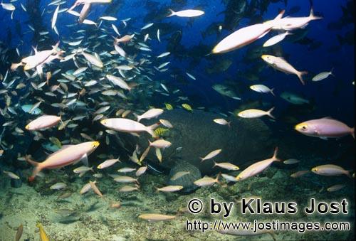 Riesenzackenbarsch/Giant grouper/Epinephelus lanceolatus        Riesenzackenbarsch umgeben von Fisch