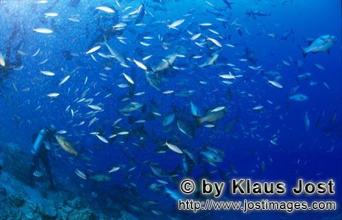 Fischansammlung/Fish gathering        Taucher und Korallenfische    Fish gathering        Bei jeder Haifuette