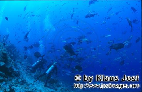 Fischansammlung/Fish gathering        Taucher beobachten Fische am Shark Reef        Bei jeder Haifu