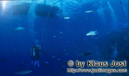 Dekostopp unter dem Tauchboot        Taucher warten In einer Tiefe von 30 Meter am Shark Reef au