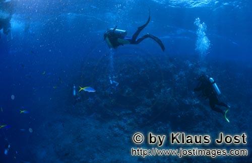 Taucher schwimmen zum Boot        Taucher warten In einer Tiefe von 30 Meter am Shark Reef auf Haie. Bi