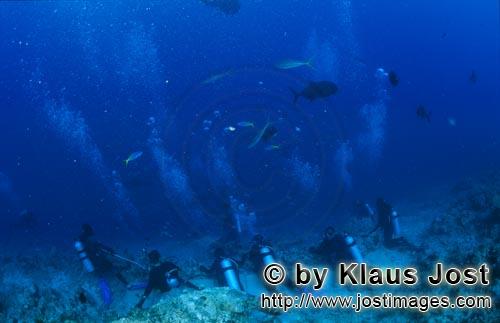 Taucher sind bereit zur Haibeobachtung        Taucher warten In einer Tiefe von 30 Meter am Shark Reef 