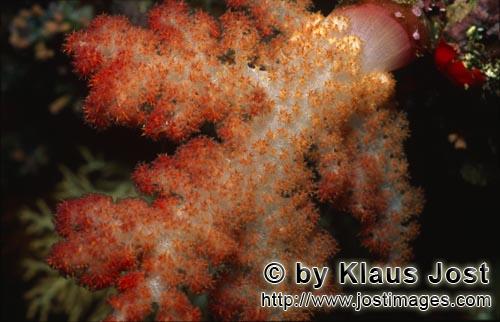Weichkoralle/soft coral/Dendronephthya sp        Eye catcher Weichkoralle        Weichkorallen</b
