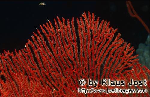 Gorgonie/sea fan/Subergorgia mollis         Gorgonie an einem Korallenriff der Beqa Lagoon       
