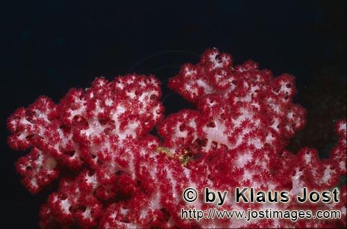 Weichkoralle/soft coral/Dendronephthya sp        Beeindruckende Weichkoralle        Weichkorallen