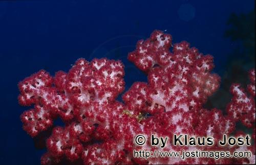 Weichkoralle/soft coral/Dendronephthya sp        Leuchtend rote Weichkoralle        Weichkorallen sind ein 