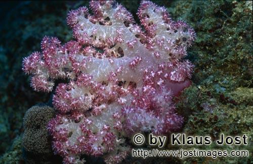 Weichkoralle/soft coral/Dendronephthya sp        Faszination Weichkoralle        Weichkorallen sind 