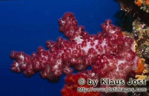 Weichkoralle/soft coral/Dendronephthya sp        Rote Weichkoralle im blauen Wasser des Meeres        Weich
