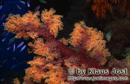 Weichkoralle/soft coral/Dendronephthya sp        Weichkoralle in der Beqa Lagoon        Weichkoralle