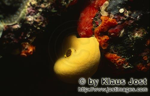 Gelber Schwamm/Yellow sponge/Leucetta chagosensis        Gelber Schwamm im bunten Korallenriff    Yellow 