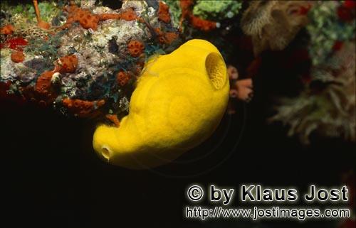 Gelber Schwamm/Yellow sponge/Leucetta chagosensis        Leuchtend Gelber Schwamm         Der inten