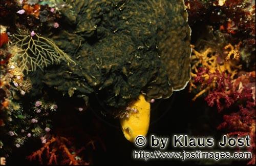 Gelber Schwamm/Yellow sponge/Leucetta chagosensis        Gelber Schwamm im bunten Korallenriff   