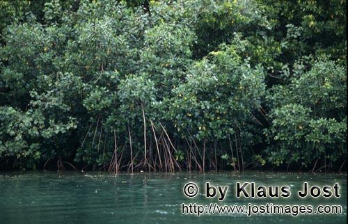 Rote Mangrove/Red Mangrove/Rhizophora mangle         Prachtvolle Mangroven am Qara-ni-Qio River  