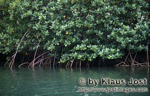 Rote Mangrove/Red Mangrove/Rhizophora mangle L.         Mangroven im gruenlichen Wasser des Qara-ni-