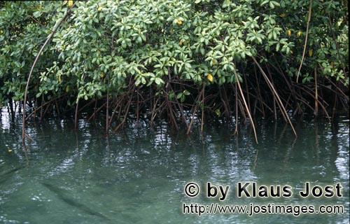 Rote Mangrove/Red Mangrove/Rhizophora mangle L.         Mangroven am Ufer des Qara-ni-Qio River        Mang