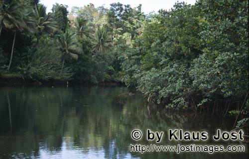 Rote Mangrove/Red Mangrove/Rhizophora mangle         Mangroven und Palmen am Qara-ni-Qio River    