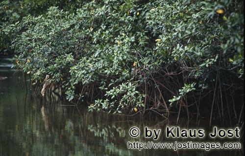 Rote Mangrove/Red Mangrove/Rhizophora mangle L.         Mangroven spiegeln sich im Qara-ni-Qio River