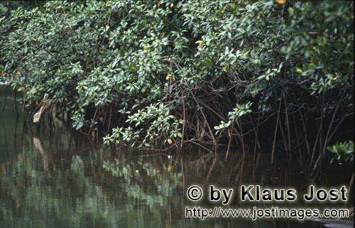 Rote Mangrove/Red Mangrove/Rhizophora mangle L.         Robuste, immergrüne Rhizophora mangle L.</b