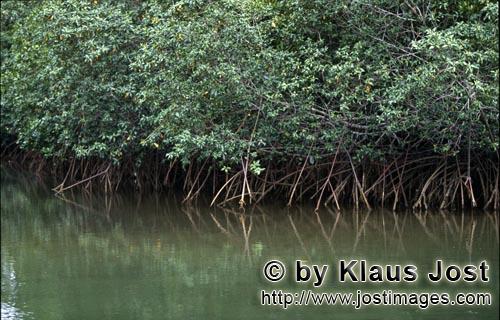 Rote Mangrove/Red Mangrove/Rhizophora mangle L.         Mangrovenwald am Qara-ni-Qio River        Ma