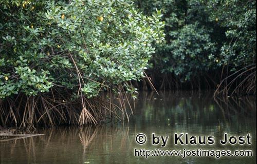 Rote Mangrove/Red Mangrove/Rhizophora mangle L.         Mangrovenwald an einem Qara-ni-Qio River Sei