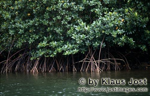 Rote Mangrove/Red Mangrove/Rhizophora mangle L.         Undurchdringliche Rote Mangroven am Flußufe