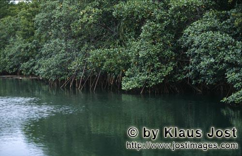 Rote Mangrove/Red Mangrove/Rhizophora mangle L.         Mangroven spiegeln sich im Wasser des Qara-n