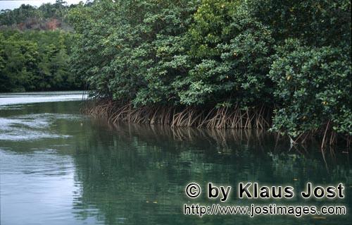 Rote Mangrove/Red Mangrove/Rhizophora mangle L.         Rote Mangroven an einer Flußbiegung        