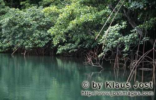 Rote Mangrove/Red Mangrove/Rhizophora mangle         Mangrovendickicht am Qara-ni-Qio River        M