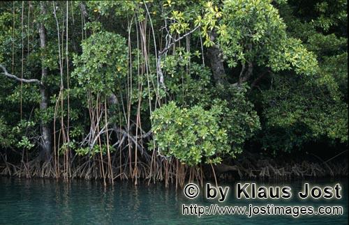 Rote Mangrove/Red Mangrove/Rhizophora mangle L.         Mangroven saeumen das Ufer des Qara-ni-Qio R