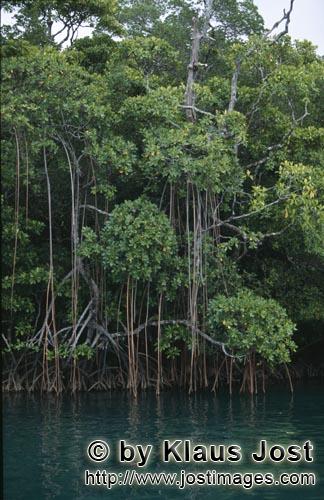 Rote Mangrove/Red Mangrove/Rhizophora mangle L.        Mangrovendschungel am Fluß        Mangroven 