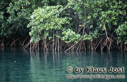 Rote Mangrove/Red Mangrove/Rhizophora mangle L.         Undurchdringlicher Mangrovenbewuchs am Qara-